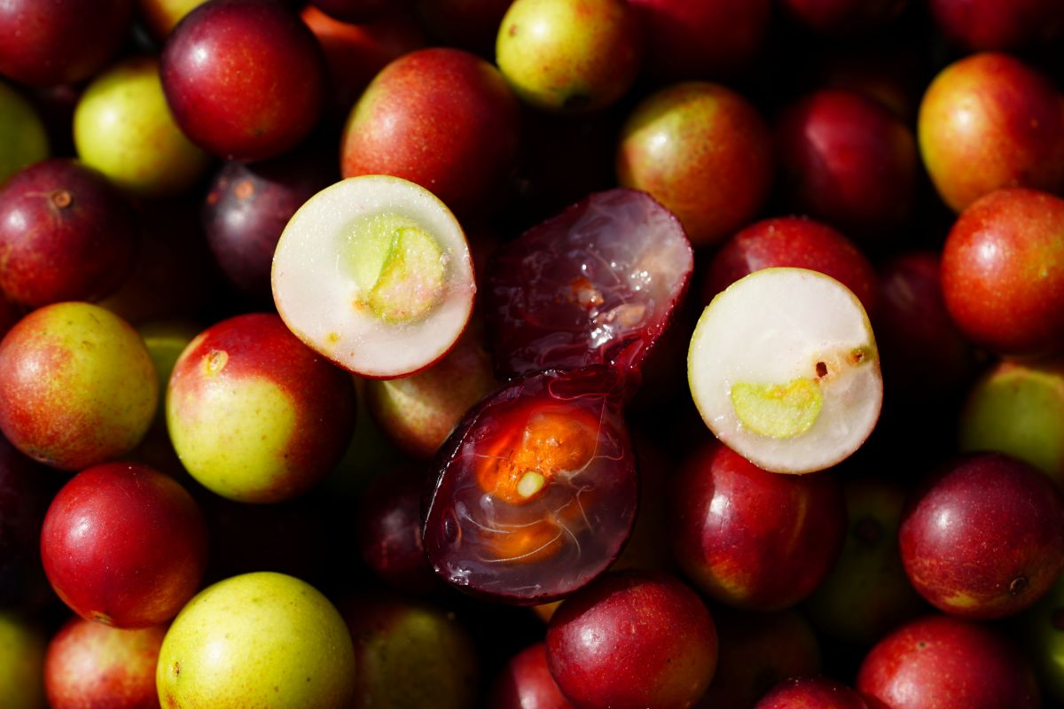 Camu Camu