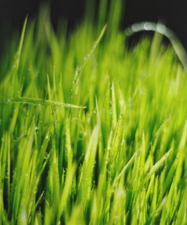 wheatgrass