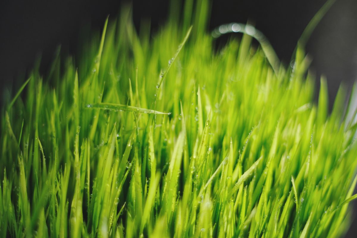 wheatgrass